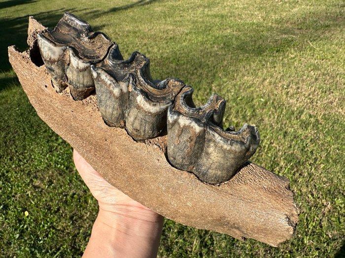 Zoogdier - Fossiel onderkaakbot (Zonder minimumprijs), Verzamelen, Mineralen en Fossielen