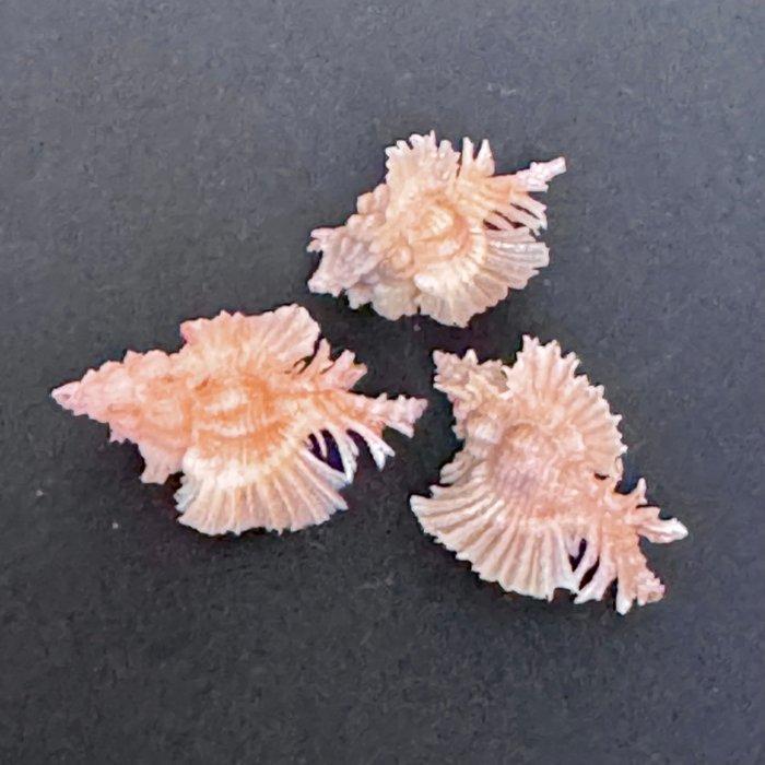 orchidee-murex Zeeschelp - Chicoreus orchidiflorus (Zonder, Collections, Collections Animaux