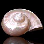 Moeraskoornschelp – Turbo Marmoratus - Hoogte: 150 mm -