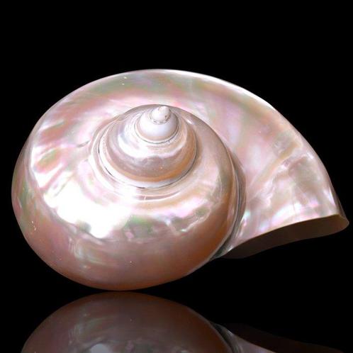 Moeraskoornschelp – Turbo Marmoratus - Hoogte: 150 mm -, Verzamelen, Mineralen en Fossielen