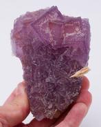 Oud materiaal: paarse fluoriet drijver op quartz - Hoogte: