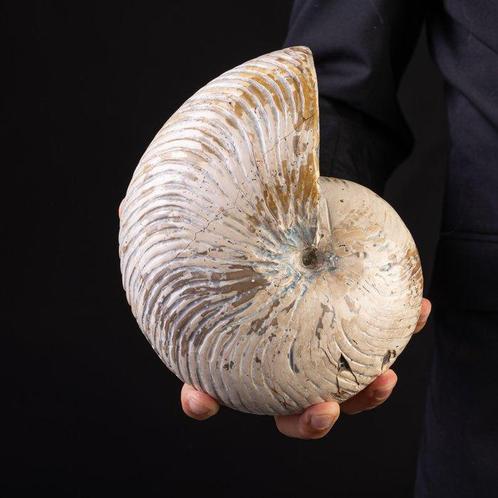 Spectaculaire fossiele nautiloïde Groot nautiloïde fossiel –, Verzamelen, Mineralen en Fossielen