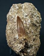 Plesiosaurus - Fossiele tand - Plesiosaurus sp. (Zonder, Verzamelen