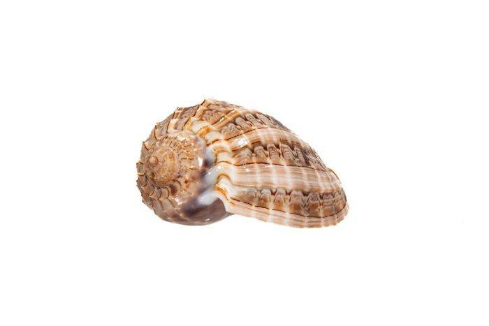 zeldzame harpschelp Taxidermie wandmontage - Harpa crenata -, Antiek en Kunst, Curiosa en Brocante