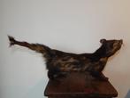 Civetta delle palme Taxidermie volledige montage -