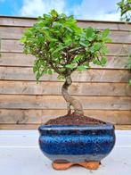 Chinese iep bonsai (Ulmus parviflora) - Hoogte (boom): 15 cm, Antiek en Kunst