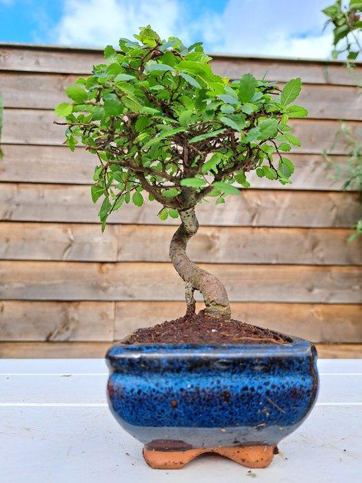 Chinese iep bonsai (Ulmus parviflora) - Hoogte (boom): 15 cm, Antiek en Kunst, Curiosa en Brocante