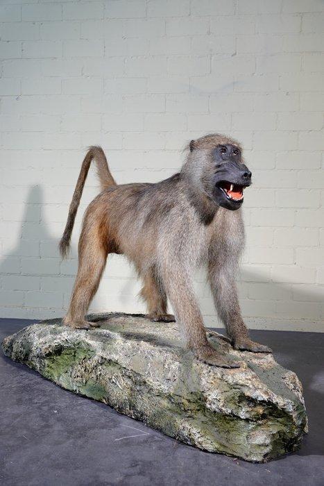 Large Chacma Baboon Schedel - Papio ursinus - 90 cm - 135 cm, Verzamelen, Dierenverzamelingen