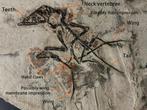 Uiterst zeldzaam volledig skelet van Pterosaurus. - Fossiel
