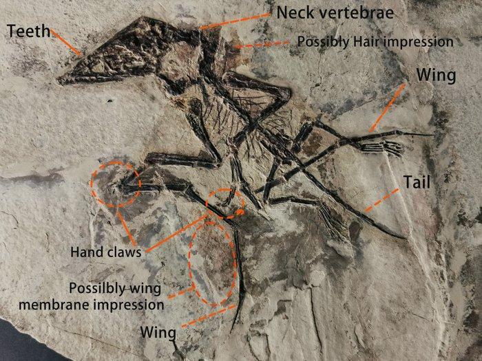 Uiterst zeldzaam volledig skelet van Pterosaurus. - Fossiel, Verzamelen, Mineralen en Fossielen