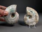 Iriserende ammoniet - Gefossiliseerde schelp - Aioloceras, Verzamelen, Mineralen en Fossielen