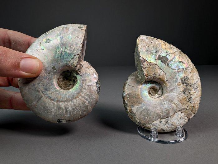 Iriserende ammoniet - Gefossiliseerde schelp - Aioloceras, Verzamelen, Mineralen en Fossielen