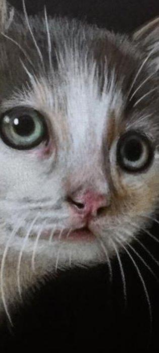 Yevhen Karpenko - Curious Kitten, Antiek en Kunst, Kunst | Designobjecten