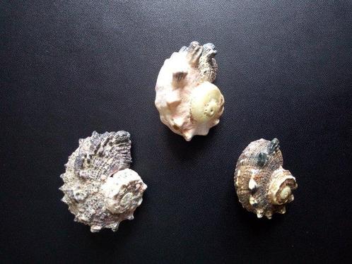 Gastropode Zeeschelp - Several species - 36 Sea Shells, Verzamelen, Dierenverzamelingen
