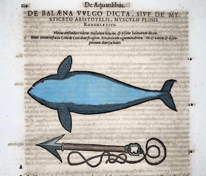 Conrad Gesner [Konrad Gessner] 1516-1565: Whale, Whaling,, Antiek en Kunst, Antiek | Boeken en Manuscripten