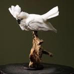 Witte Kaketoe Taxidermie Opgezette Dieren By Max, Verzamelen, Dierenverzamelingen, Ophalen of Verzenden, Nieuw, Vogel, Opgezet dier