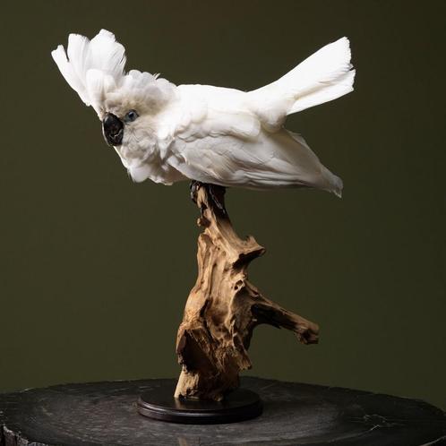 Witte Kaketoe Taxidermie Opgezette Dieren By Max, Verzamelen, Dierenverzamelingen, Opgezet dier, Nieuw, Vogel, Ophalen of Verzenden