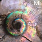 Ammonite opalescente - Amulette jolie Ammonite fossile