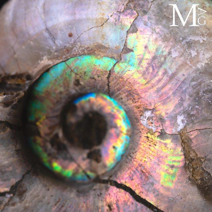 Ammonite opalescente - Amulette jolie Ammonite fossile, Antiek en Kunst, Curiosa en Brocante