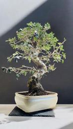 Olijf bonsai (Olea europaea) - Hoogte (boom): 60 cm - Diepte