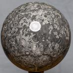Shell steen Fijn kwaliteit schelpkalk bal - Hoogte: 13.4 cm, Verzamelen, Mineralen en Fossielen