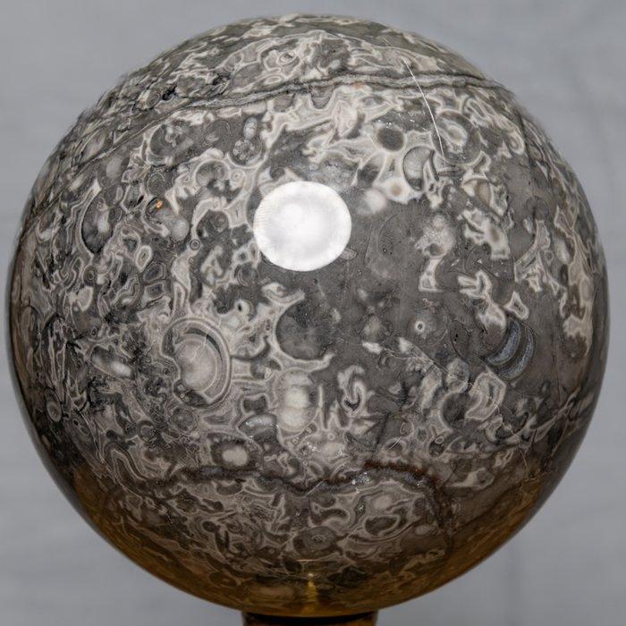 Shell steen Fijn kwaliteit schelpkalk bal - Hoogte: 13.4 cm, Verzamelen, Mineralen en Fossielen