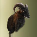 Schaap Taxidermie Opgezette Dieren By Max, Verzamelen, Ophalen of Verzenden, Nieuw, Wild dier, Opgezet dier