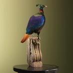 Glansfazant Taxidermie Opgezette Dieren By Max, Verzamelen, Ophalen of Verzenden, Nieuw, Vogel, Opgezet dier
