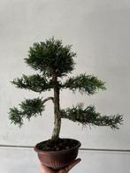 Bonsaï Genévrier (Juniperus) - Hauteur (arbre) : 40 cm -