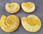 Ammonite - Fossilised - Animal 4 stuks - Gefossiliseerd dier, Verzamelen, Mineralen en Fossielen