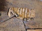 Wolharige mammoet - Fossiele kies - 10 cm - 20 cm, Verzamelen, Mineralen en Fossielen