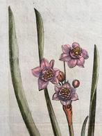 Johann Theodor de Bry (1561-1623) - Narcissus e Hyacinthus -