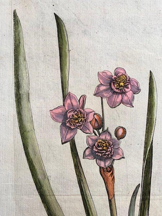 Johann Theodor de Bry (1561-1623) - Narcissus e Hyacinthus -, Antiek en Kunst, Antiek | Overige Antiek