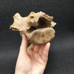 Bison de la steppe - Os de vertèbre fossilisé - Bison