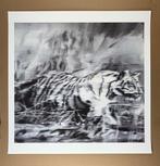 Gerhard Richter (1932) - Tiger, 1965 - Limited Artprint