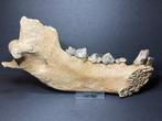 Rare cave hyena jaw - Gefossiliseerde kaak - Crocuta spelaea