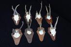 trophées de chevreuil anormaux Crâne - Capreolus capreolus -, Collections, Collections Animaux