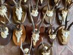 Ree Taxidermie volledige montage - Capreolus capreolus (with, Nieuw