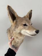 Coyote Support de tête pour taxidermie - Canis matras - 28, Verzamelen, Dierenverzamelingen, Nieuw
