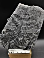 Varen - Gefossiliseerde plant - Mariopteris acuta Brongniart