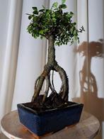Chinese iep bonsai (Ulmus parviflora) - Hoogte (boom): 25 cm