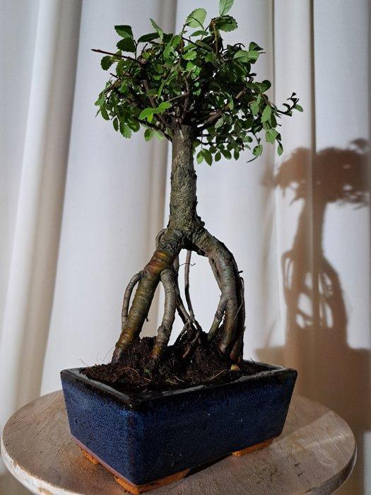 Chinese iep bonsai (Ulmus parviflora) - Hoogte (boom): 25 cm, Antiek en Kunst, Curiosa en Brocante