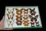 Butterflies world specimens Collection (39X26 cm ) - Asia, Collections, Collections Animaux