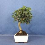 Olijf bonsai (Olea europaea) - Hoogte (boom): 35 cm - Diepte