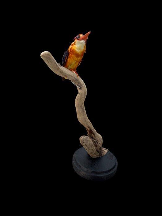 IJsvogel Taxidermie volledige montage - Ceyx erithaca - 24, Verzamelen, Dierenverzamelingen