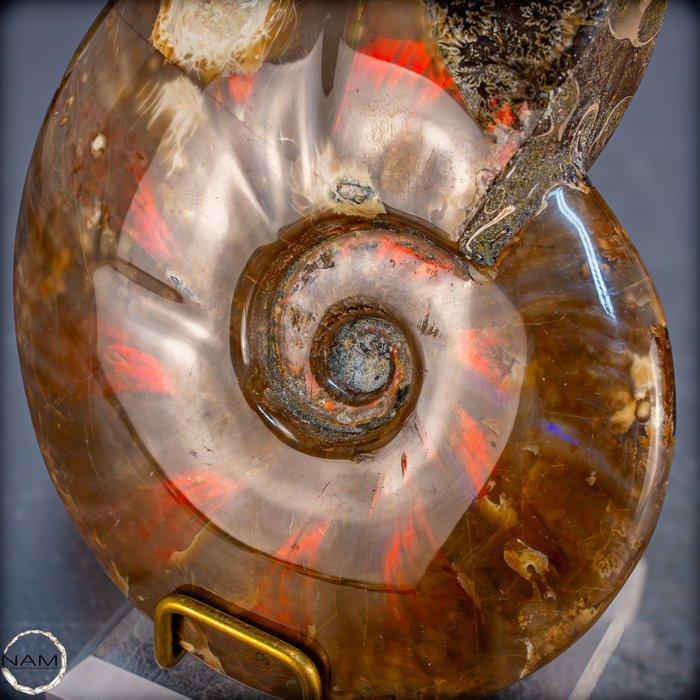 Natuurlijke zeldzame kleur ammoliet ammoniet Fossil- 661.67, Verzamelen, Mineralen en Fossielen