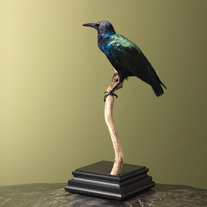 Purperglansspreeuw Taxidermie Opgezette Dieren By Max, Verzamelen, Dierenverzamelingen, Opgezet dier, Nieuw, Vogel, Ophalen of Verzenden