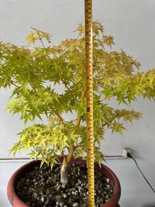 Japanese maple bonsai (Acer palmatum) - Hoogte (boom): 50 cm, Antiek en Kunst, Curiosa en Brocante