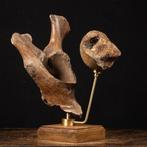 Mammut Lanoso - fossiele botten - artistieke bevestiging -, Verzamelen, Mineralen en Fossielen