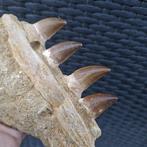 Fossil mosasaur jaw - Gefossiliseerde kaak - Mosasaurus